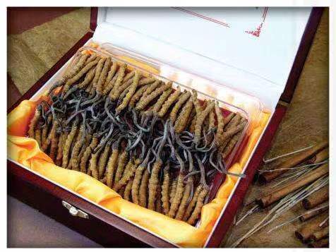 山丹冬虫夏草回收